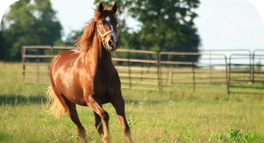 Heide Veterinary LTD